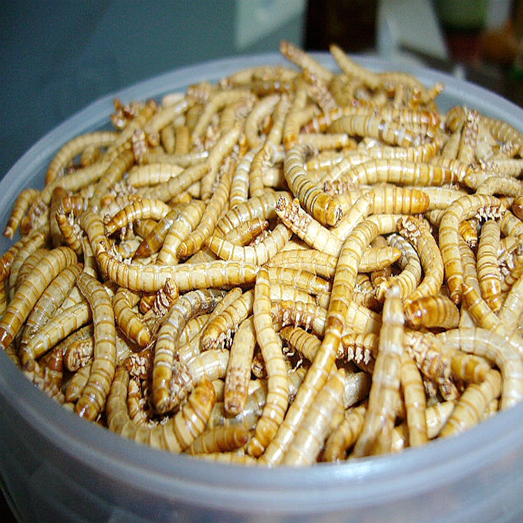 Mealworm treat for wild birds and fish Dried mealworms 